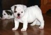 AKc Reg British Bulldog Puppies For Sale