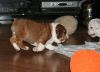 WE HAVE FOR SALE A WANDERFUL ENGLISH BULLDOG PUPPIES