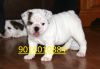 12 Weeks old English Bulldog Puppy