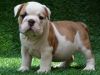 **English***Bulldogs**Puppies***For***Re-Homing