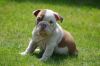 Blue & Lilac Bulldog Pups Available