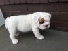Male Bulldog Pup Kc Reg 5m Old