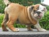 9 Qualityenglish Bulldog Puppies Chaos Lilac&tan