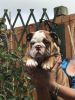 Quality Kc Reg Bulldog Puppies With Show Potential