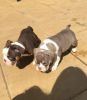 Wonderboy Pups Available *ready Now*
