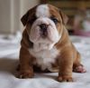 Priced Reduced Outstanding English Bulldog