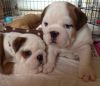 Quality English Bull Dog Puppies For Rehoming