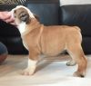 Quality Litter Of Bulldog Puppies, 2 Males
