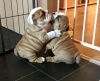 Beautiful Bulldog Puppies Available.