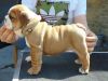 Beautiful English Bulldog Puppy