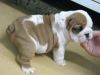 12 Weeks old English Bulldog Puppy