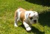 Registered English Bulldogs Puppies For adoption