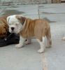 Pure Breed English Bulldog Puppies For Sale