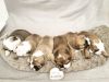 British Bulldog Puppies Rear Colour Shrinkabull