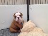 Old English Bulldog Puppy's For Sale