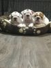 Bulldog Puppies For Sale