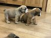 Stunning Litter Of British Bulldog Puppies