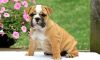 English bull dog puppy ready for a new home