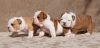 Akc registered English Bulldog puppies Available