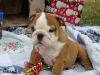 Stunning British Bulldog Puppies For Sale