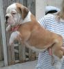 Stunning Bulldog Puppies (health Checked Parents)