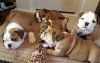 Cutest home trained English Bulldog puppies for sale.