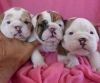 Brave home raised English Bulldogs ready for new homes