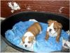 AKC English bulldog pups available (xxx) xxx-xxx9