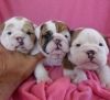Gorgeous English Bulldog puppies available-sms((xxx) xxx-xxx9