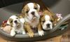 Kc Registered English Bulldog Puppies