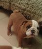 Outstanding Quality English Bulldog for sale