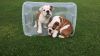 Home Raise English Bulldog Puppies Available