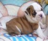English bulldogs for sale male and female