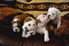 cute English & french Bulldog Puppies for sale.(xxx) xxx-xxx9*