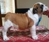Oustanding British Bulldog Pup Share