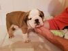 Stunning English Bulldog Puppies Health Tested Parents