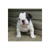 Lovely English Bulldog Puppies Available