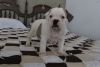 AKC English Bulldog puppy for Adoption