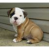 Male Bulldog Puppy Available