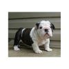 Lovely English Bulldog Puppies Available