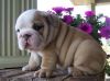 AKC Reg English Bulldog puppies for sale