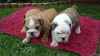 Excellent Litter English Bulldog Puppies For Sale