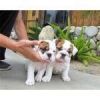 English Bulldog Puppies for Adoption.sms(xxx) xxx-xxx9