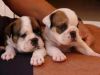 AKC English bulldog pups available now..(xxx) xxx-xxx9