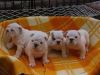 Bulldog Puppies Available,(xxx) xxx-xxx9