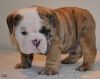 Beautiful Little English Bulldog Puppy $400.00