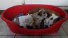 Ready To Leave Now English Bulldog Puppies