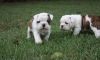 Home raised Miniature English Bulldog puppies