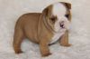 AKC quality English Bulldog Puppy for adoption!!!