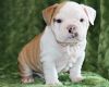 Cute And Lovely English Bulldog Puppies